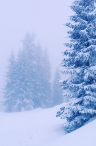 Fir in winter landscape