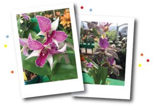 SPD_Winter_Floral_sale_Orchid_Display
