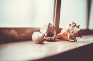 shells on windowsill